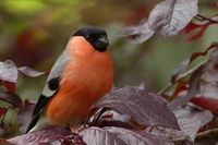 bullfinch-818188 960_720