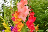 gladiolus-2538065 1280