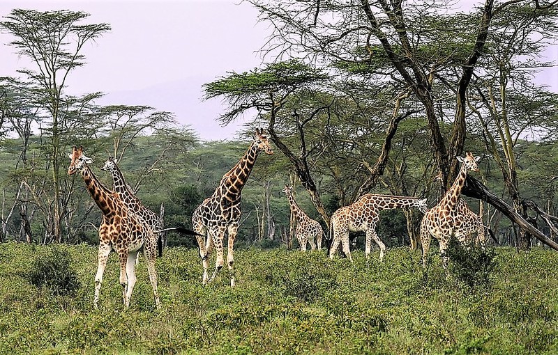 afrika-žirafy