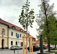 Výsadba nové_lípy_na_náměstí_na_šířku