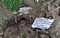 Jindřichovský kamínkovník2