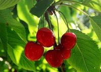 Vycházka se_starostkou_foto_2