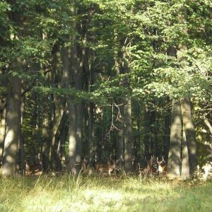 Přírodní památka Náměšťská obora (11 km)